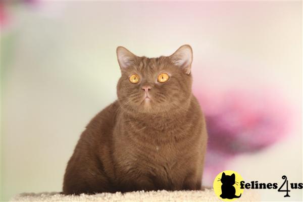BritishRoyalCats.com Picture 3