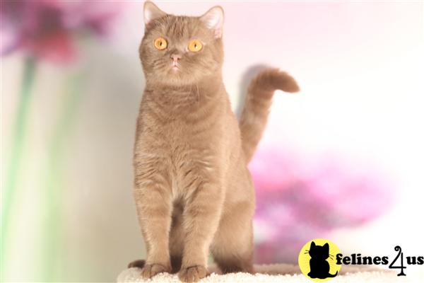 BritishRoyalCats.com Picture 3