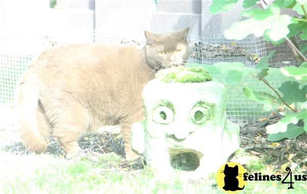 BritishRoyalCats.com Picture 3