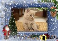 british shorthair cat posted by BritishRoyalCats.com