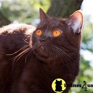 british shorthair cat posted by BritishRoyalCats.com