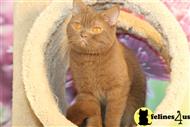 british shorthair cat posted by BritishRoyalCats.com