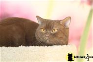 british shorthair cat posted by BritishRoyalCats.com