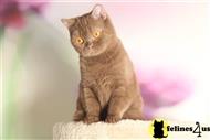 british shorthair cat posted by BritishRoyalCats.com