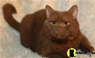british shorthair cat posted by BritishRoyalCats.com