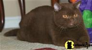 british shorthair cat posted by BritishRoyalCats.com