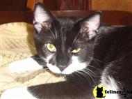 american shorthair cat posted by rledogar