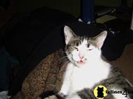 american shorthair cat posted by rledogar