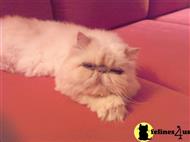 persian cat posted by saundrafowler