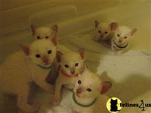 siamese kitten posted by hobaucom