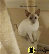 siamese kitten posted by hobaucom
