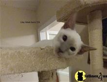 siamese kitten posted by hobaucom