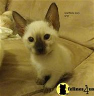siamese kitten posted by hobaucom