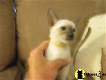 siamese kitten posted by hobaucom
