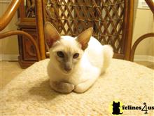 siamese kitten posted by hobaucom