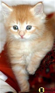 siberian kitten posted by Raduga