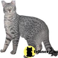 savannah kitten posted by Sassy Savannahs