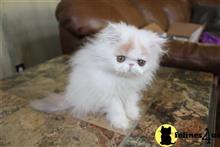 persian kitten posted by sunny1