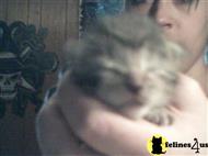 american shorthair kitten posted by saharah