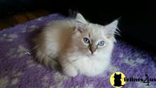 ragdoll cat posted by jsmith761