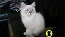 ragdoll cat posted by jsmith761