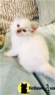 ragdoll cat posted by jsmith761