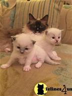 ragdoll cat posted by jsmith761