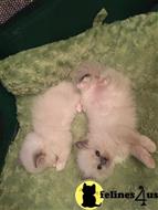 ragdoll cat posted by jsmith761