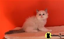 ragdoll cat posted by jsmith761