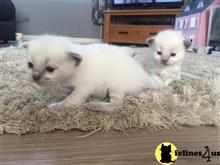ragdoll cat posted by jsmith761