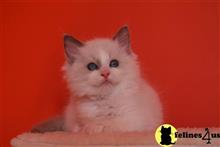 ragdoll cat posted by jsmith761