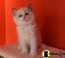 ragdoll cat posted by jsmith761