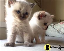ragdoll cat posted by jsmith761