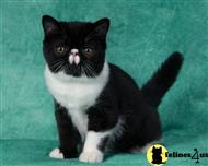 exotic shorthair kitten posted by dorothydaniels