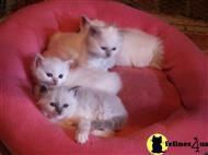 birman kitten posted by shaman