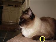 ragdoll cat posted by vdehoff