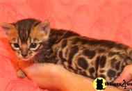 bengal kitten posted by TrinityBengals