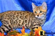 bengal kitten posted by TrinityBengals
