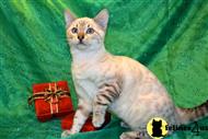 bengal kitten posted by TrinityBengals