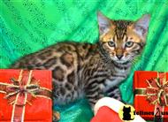 bengal kitten posted by TrinityBengals
