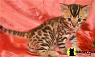 bengal kitten posted by TrinityBengals