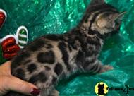 bengal kitten posted by TrinityBengals