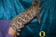 bengal kitten posted by TrinityBengals