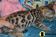 bengal kitten posted by TrinityBengals