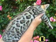 bengal kitten posted by TrinityBengals