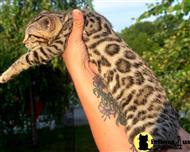 bengal kitten posted by TrinityBengals