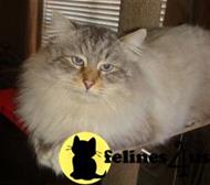 siberian stud posted by Mab2000