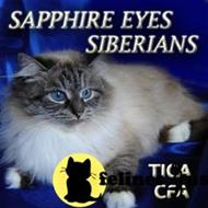 siberian kitten posted by Mab2000