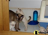 tonkinese kitten posted by baikaltonk