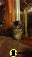 siberian kitten posted by kendra1212